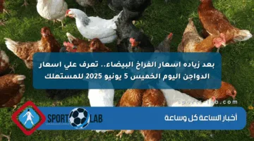 بعد زيادة أسعار الفراخ البيضاء.. تعرف على أسعار الدواجن اليوم الخميس 5 يونيو 2025 للمستهلك